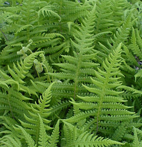 Thelypteris phegopteris (Fougère du Hêtre) – Image 2