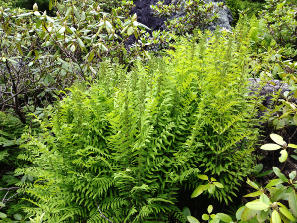 Osmunda regalis spectabilis (Osmonde royale) – Image 5