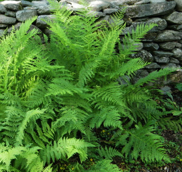 Athyrium filix femina (Fougères femelle) – Image 2
