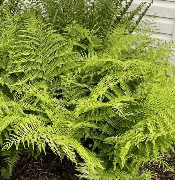 Athyrium filix femina (Fougères femelle) – Image 3