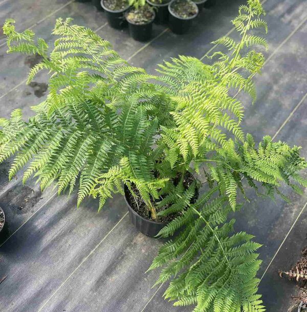Athyrium filix femina (Fougères femelle) – Image 5