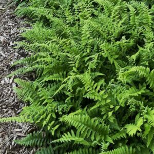 Athyrium grammitoides