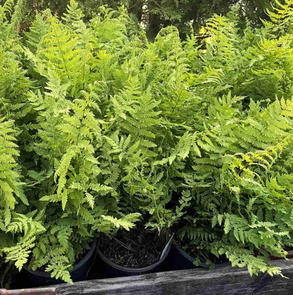 Thelypteris noveborescensis (fougère de new-york) – Image 3