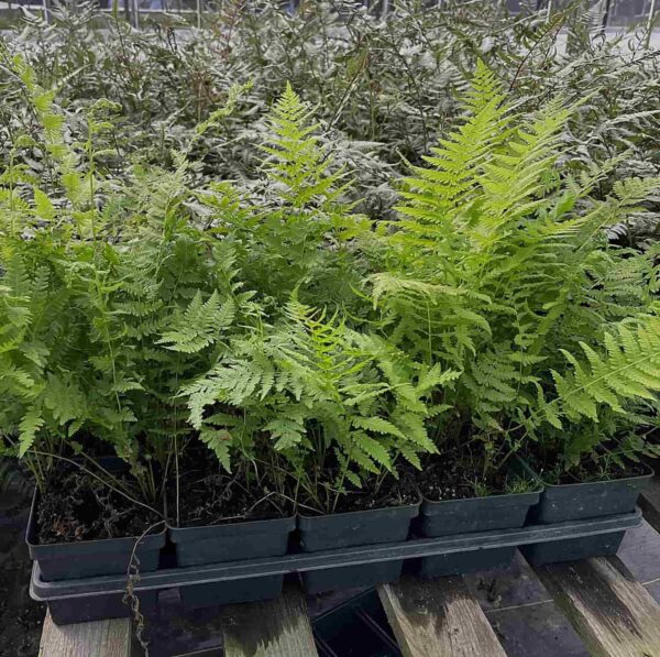 Thelypteris noveborescensis (fougère de new-york) – Image 5