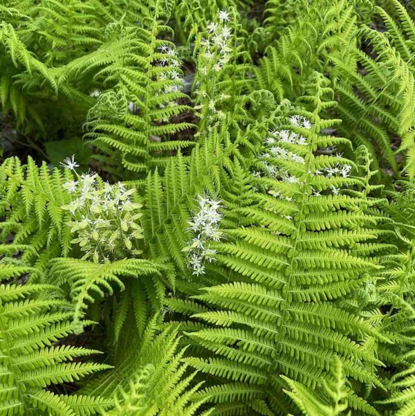 Thelypteris noveborescensis (fougère de new-york)