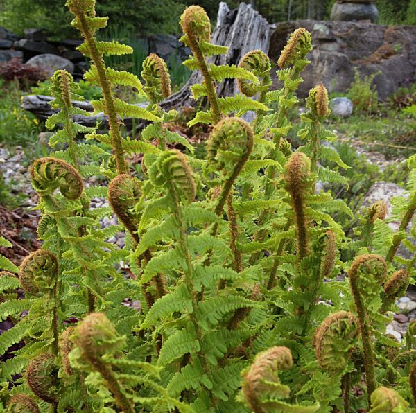 Dryopteris x complexa Rumpelstilskin – Image 5