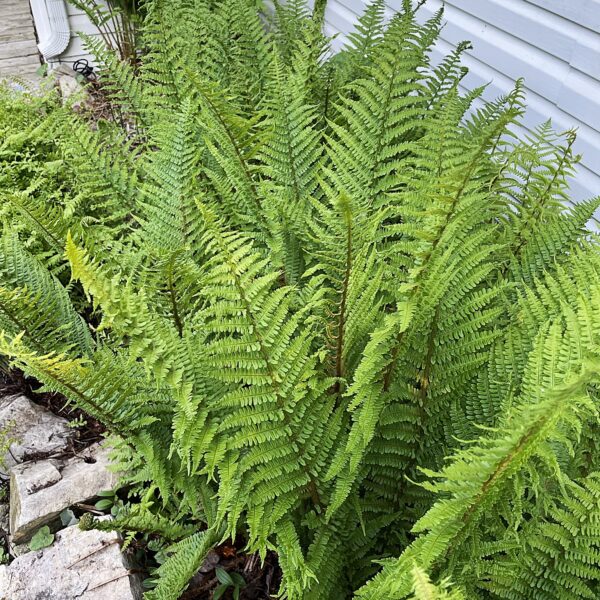 Dryopteris x complexa Rumpelstilskin – Image 4