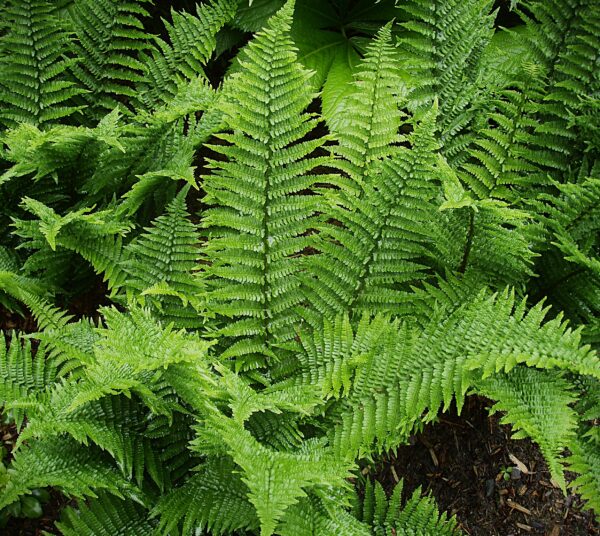 Dryopteris x complexa Rumpelstilskin – Image 8