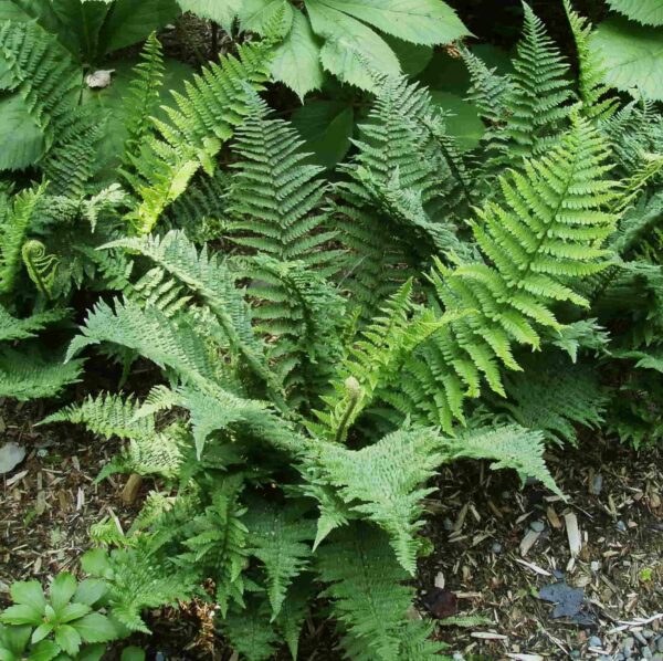 Dryopteris x complexa Rumpelstilskin – Image 3