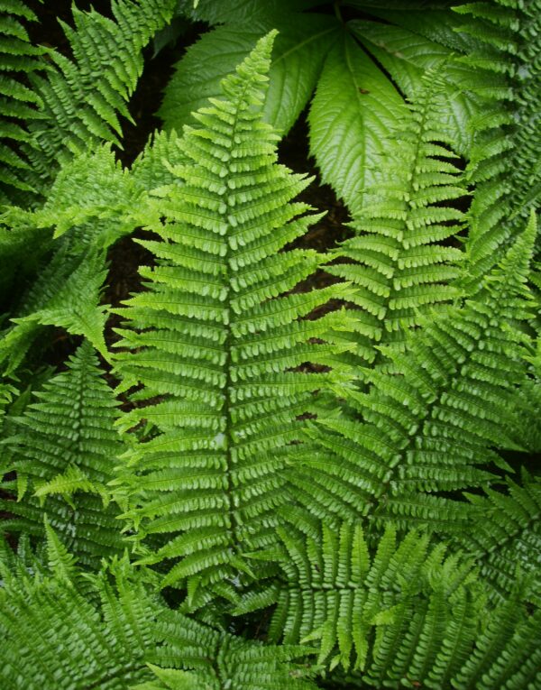 Dryopteris x complexa Rumpelstilskin – Image 7