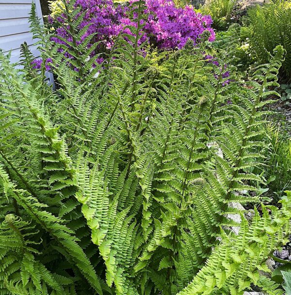 Dryopteris x complexa Rumpelstilskin