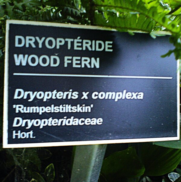 Dryopteris x complexa Rumpelstilskin – Image 6