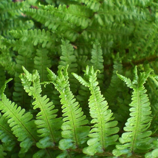 Dryopteris x complexa Rumpelstilskin – Image 2