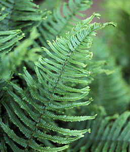 Dryopteris filix mas cristata martindale