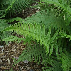 Dryopteris filix mas cristata martindale