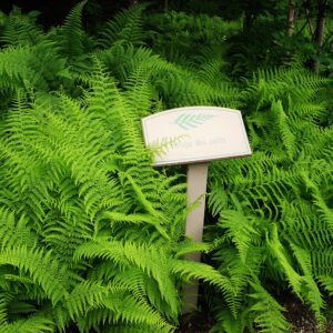 Dennstaedtia punctulobula (Fougère odeur de foin) - en pot de 10 cm