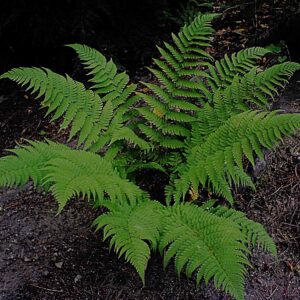 Dryopteris marginalis (Fougère marginal) - en pot de 10 cm