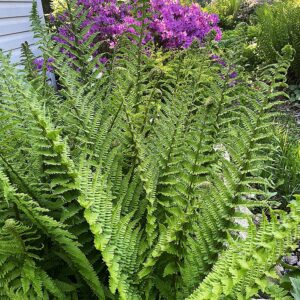 Dryopteris x complexa Rumpelstilskin - en pot de 10 cm