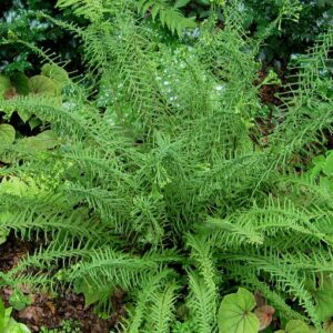 Athyrium filix femina Victoria - en pot de 10 cm