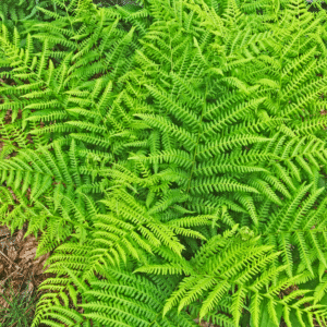 Athyrium distentifolium (Athyrium alpestre) - en pot de 10 cm