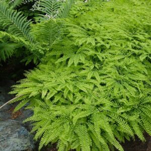 Adiantum Pedatum (Capillaire du Canada) - en pot de 10 cm