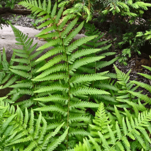 Dryopteris filix-mas (Fougère mâle) - en pot de 10 cm