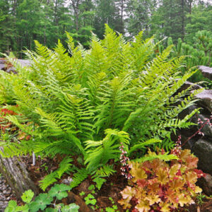 Dryopteris oreades (Fougère mâle des montagnes) - en pot de 10 cm