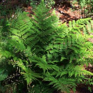 Dryopteris spinulosa carthusiana (Dryoptère spinuleuse) - en pot de 10 cm