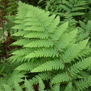 Athyrium filix femina (Fougères femelle) - en pot de 10 cm