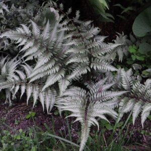 fougeres-peinte-du-japon-min-min.jpg