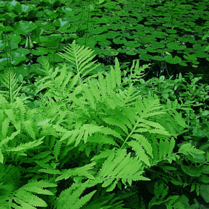Onoclea sensibilis (Onoclée sensible) - en pot de 10 cm