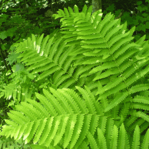 Osmunda claytoniana (Osmonde de Clayton) - en pot de 10 cm