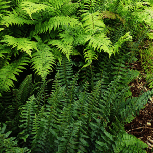 Polystichum acrostichoides (fougère de noêl) - en pot de 10 cm