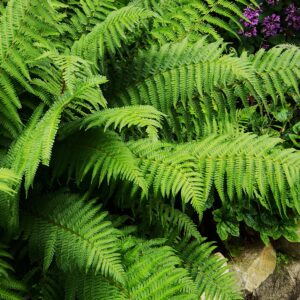 Dryopteris x complexa robuste (Fougères x robuste) - en pot de 10 cm